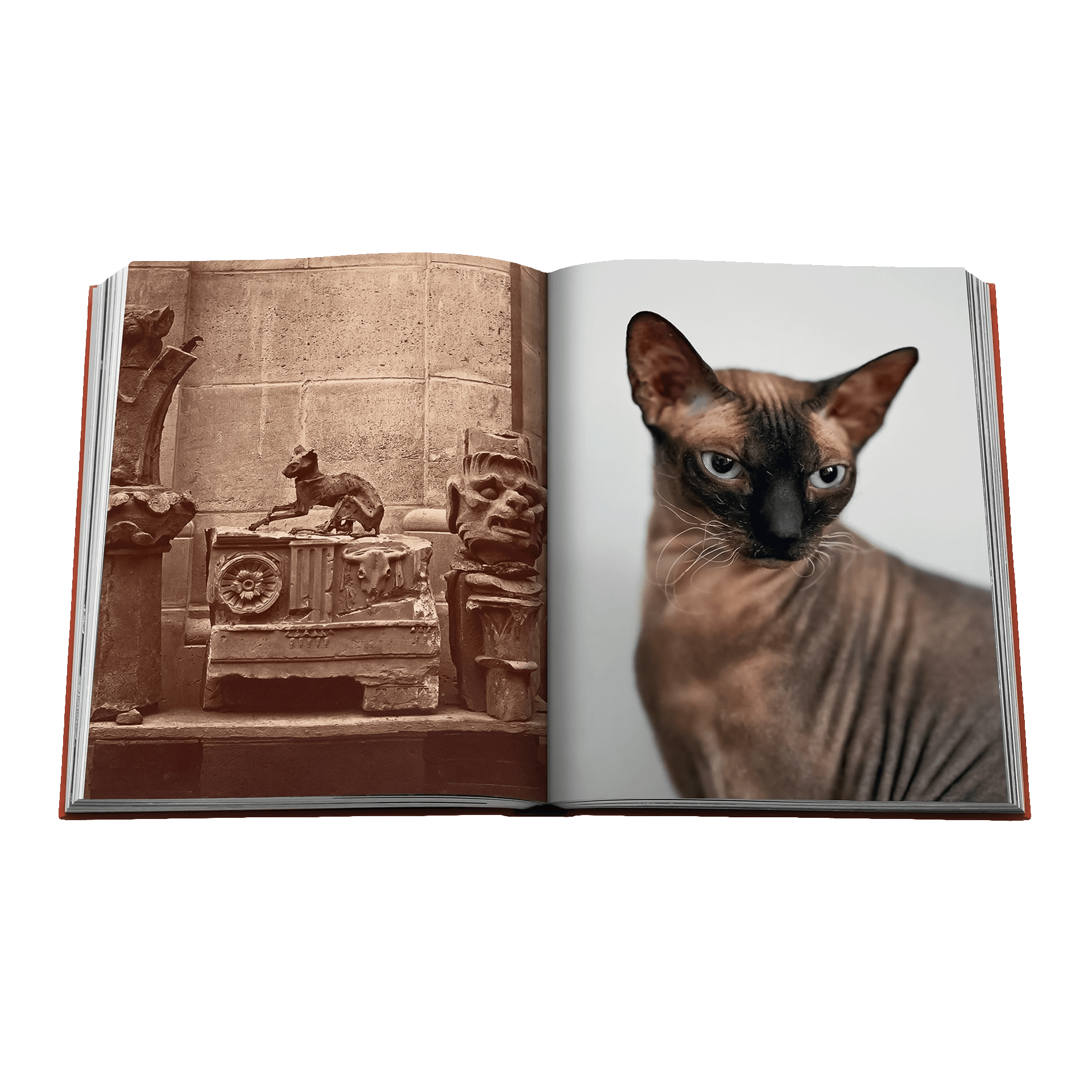 Coffee Table Book Chic Cats