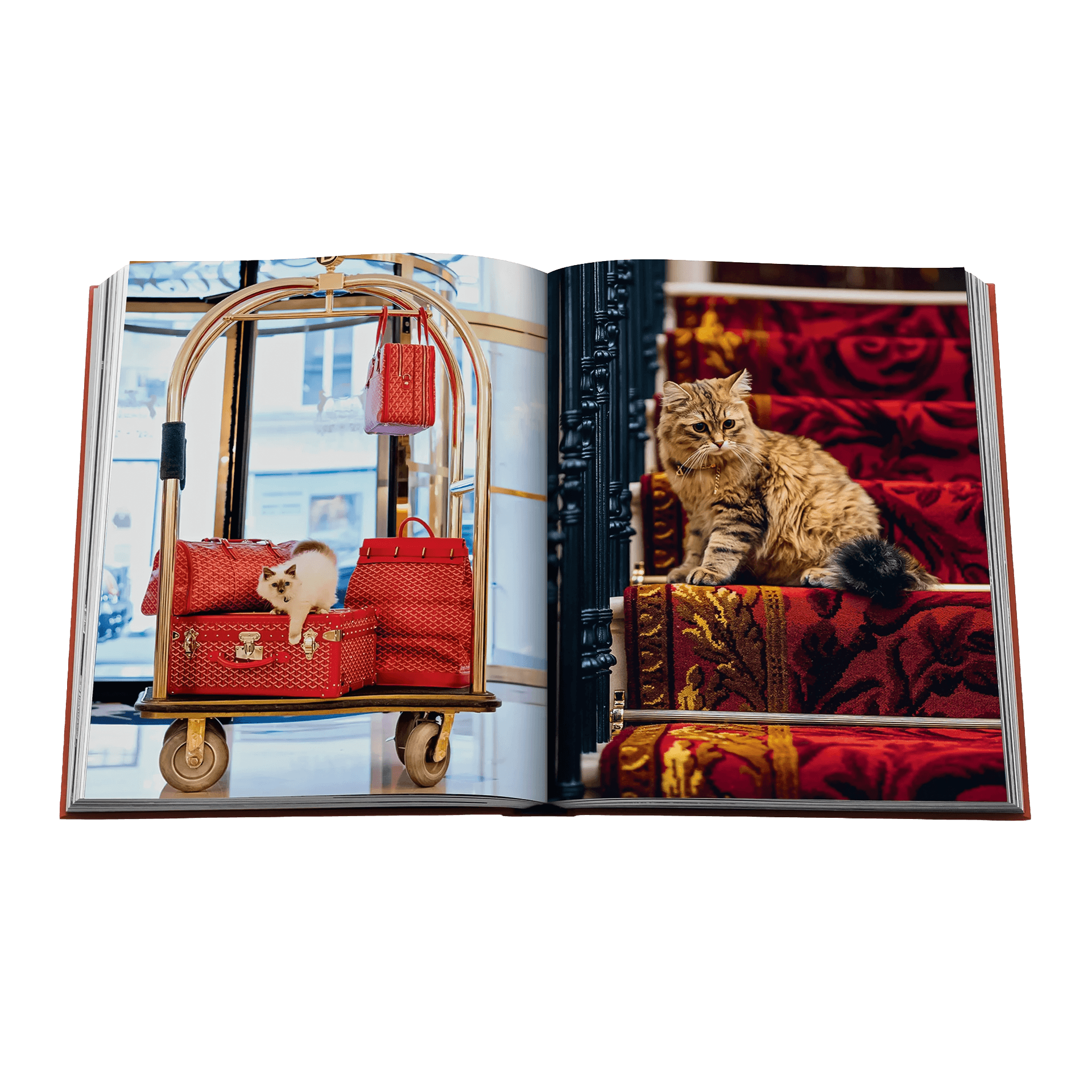 Coffee Table Book Chic Cats